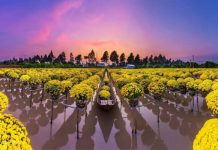 Top 10 địa điểm check-in Đồng Tháp thu hút đông đảo du khách tham quan Top 10 địa điểm check-in Đồng Tháp thu hút đông đảo du khách tham quan